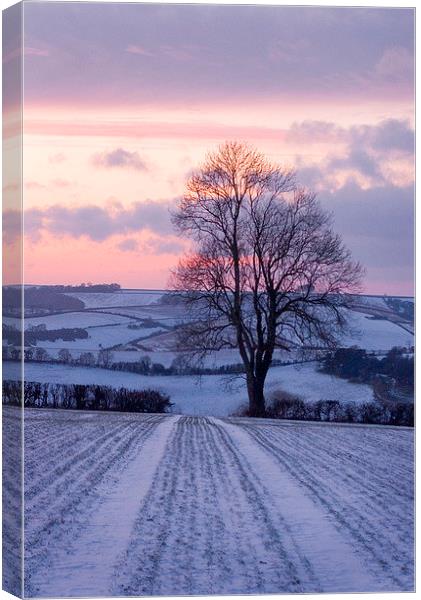 Winter Ash Tree, Plush, Dorset, UK Canvas Print by Colin Tracy