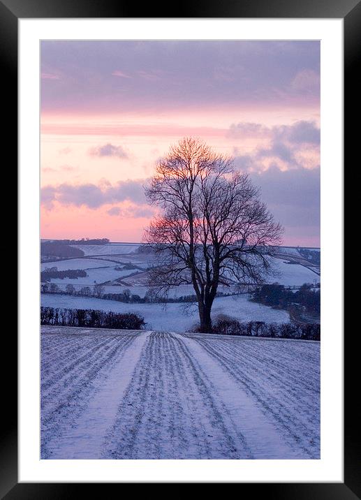 Winter Ash Tree, Plush, Dorset, UK Framed Mounted Print by Colin Tracy