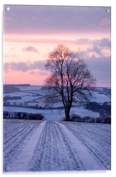 Winter Ash Tree, Plush, Dorset, UK Acrylic by Colin Tracy
