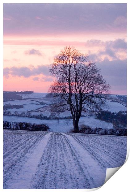 Winter Ash Tree, Plush, Dorset, UK Print by Colin Tracy