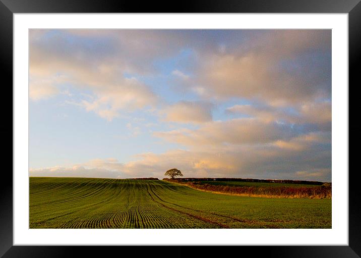 Lone Tree, Bere Regis, Dorset Framed Mounted Print by Colin Tracy