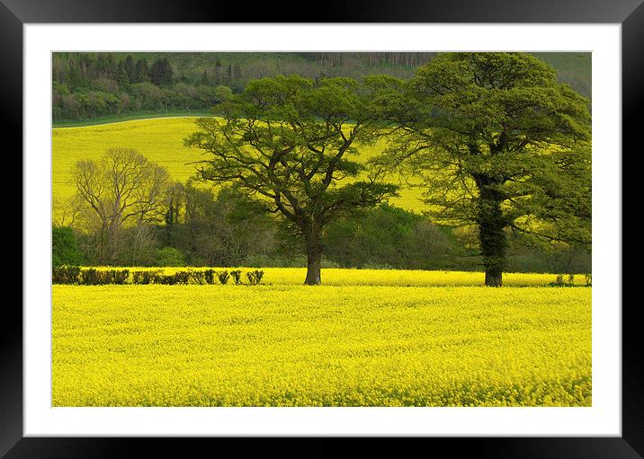 Spring Oaks Framed Mounted Print by Colin Tracy