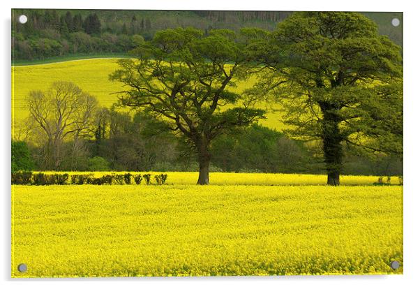 Spring Oaks Acrylic by Colin Tracy