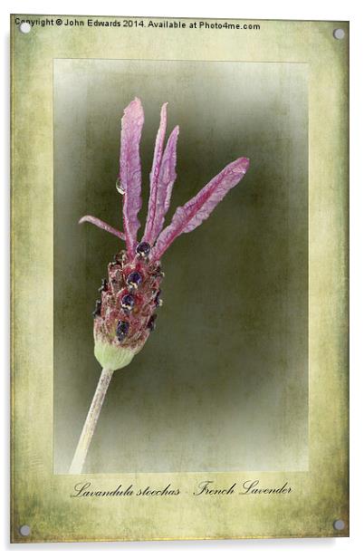 French Lavender Acrylic by John Edwards