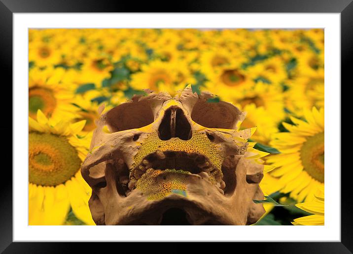 Sunflowers Framed Mounted Print by Matthew Lacey