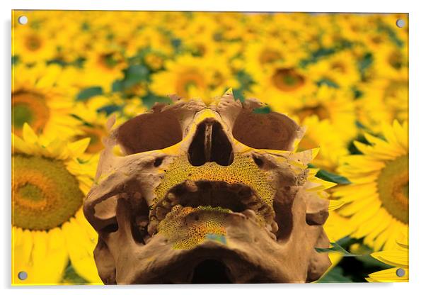 Sunflowers Acrylic by Matthew Lacey