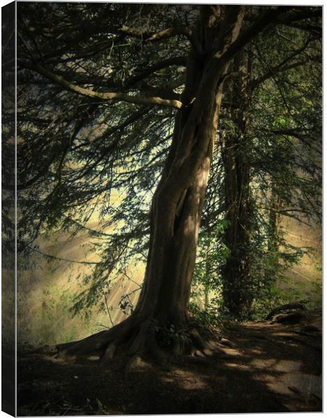 Forest Awakening. Canvas Print by Heather Goodwin