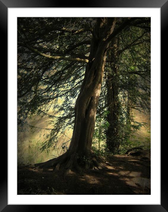 Forest Awakening. Framed Mounted Print by Heather Goodwin
