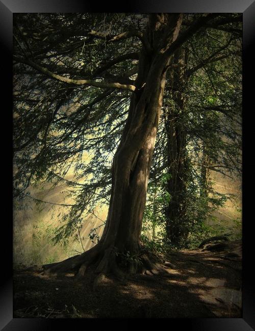 Forest Awakening. Framed Print by Heather Goodwin