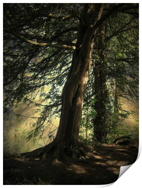 Forest Awakening. Print by Heather Goodwin