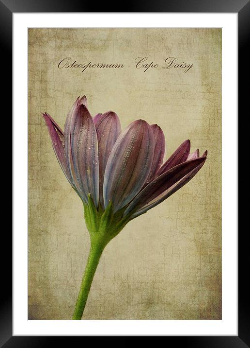 Osteospermum with textures Framed Mounted Print by John Edwards