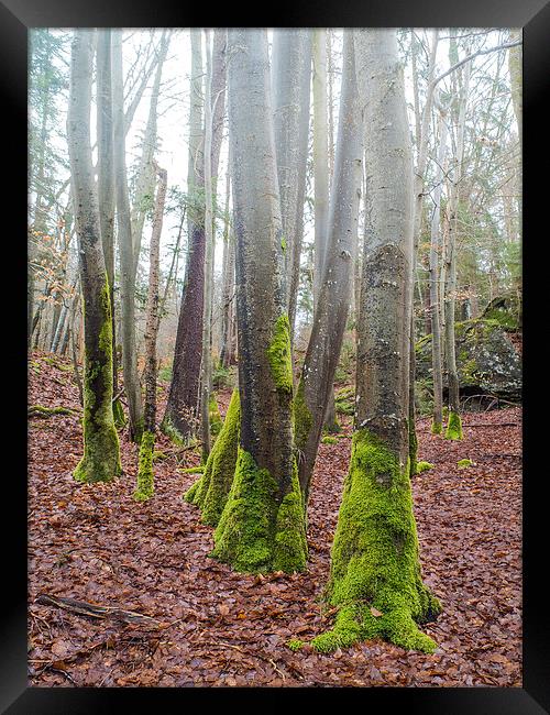 Green tree socks Framed Print by Jan Venter