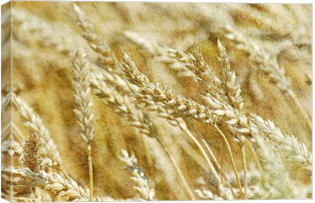 Wheat Canvas Print by Mary Lane
