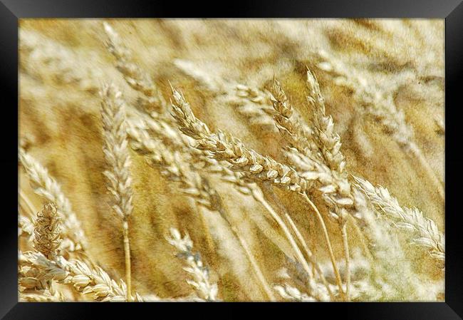 Wheat Framed Print by Mary Lane