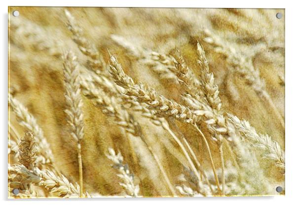 Wheat Acrylic by Mary Lane
