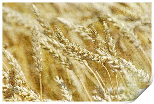 Wheat Print by Mary Lane