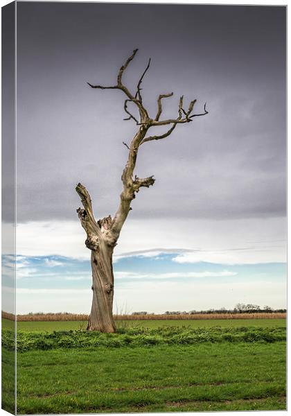 Old Tree Canvas Print by Stephen Mole