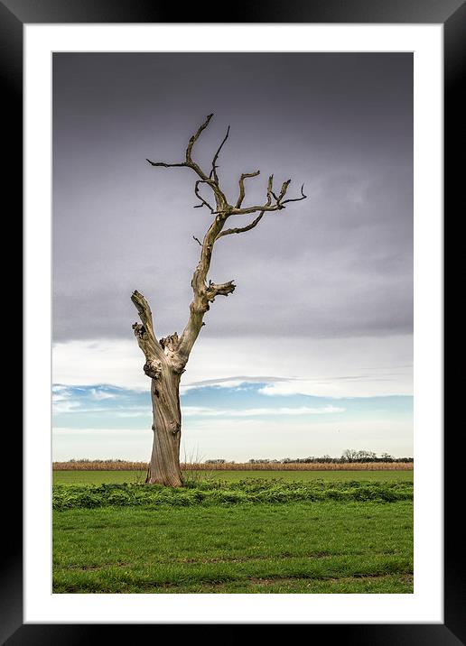 Old Tree Framed Mounted Print by Stephen Mole
