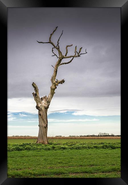 Old Tree Framed Print by Stephen Mole