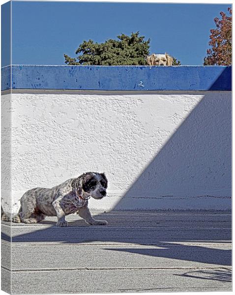 Top Dog Canvas Print by Mark Ewels