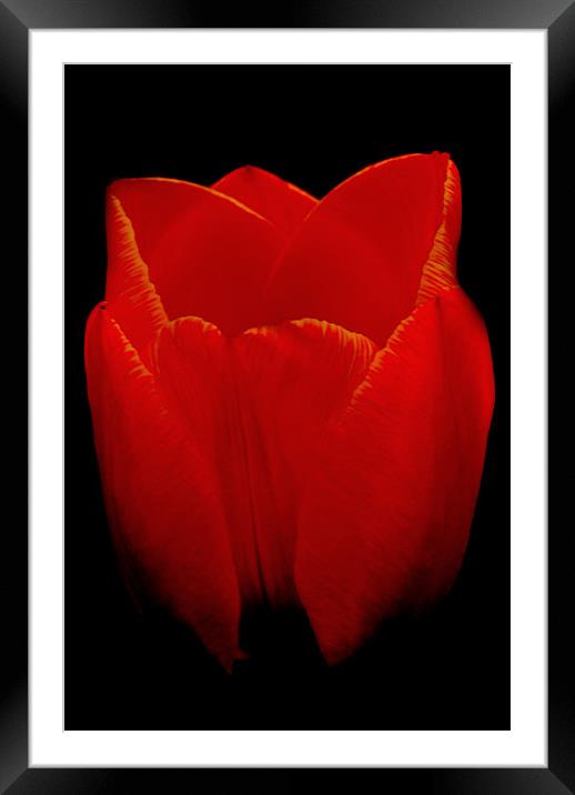 Tulip Framed Mounted Print by Karen Martin