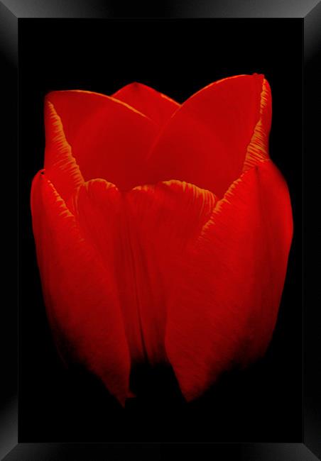 Tulip Framed Print by Karen Martin