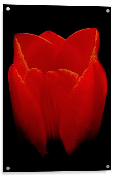 Tulip Acrylic by Karen Martin