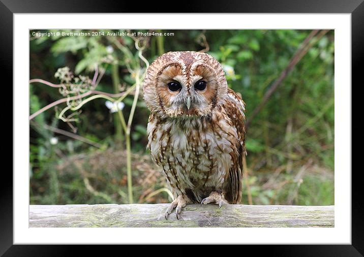 tawny owl Framed Mounted Print by Brett watson