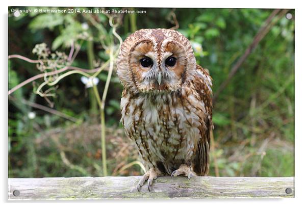 tawny owl Acrylic by Brett watson