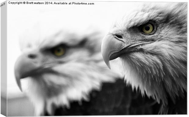 bald eagles Canvas Print by Brett watson