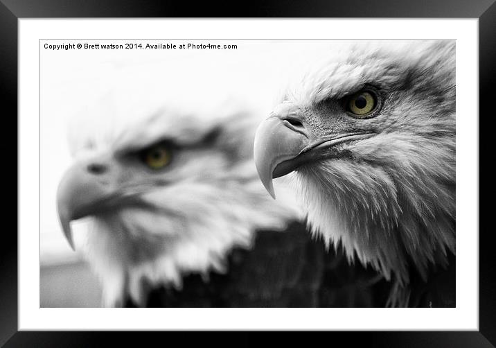 bald eagles Framed Mounted Print by Brett watson