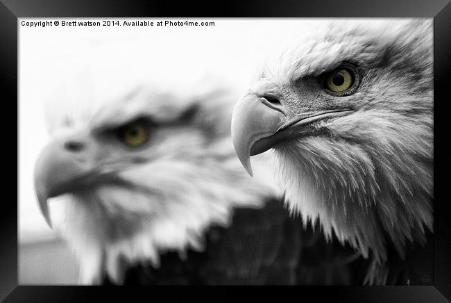 bald eagles Framed Print by Brett watson
