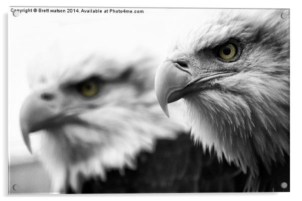 bald eagles Acrylic by Brett watson