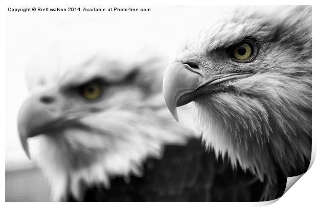 bald eagles Print by Brett watson
