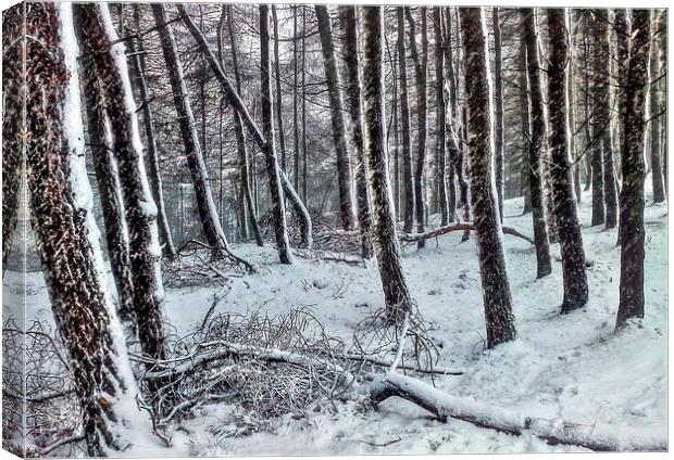 FOREST IN WINTER Canvas Print by len milner