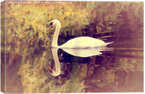 swan lake Canvas Print by Brett watson