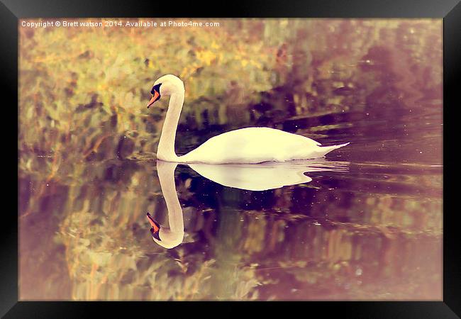 swan lake Framed Print by Brett watson