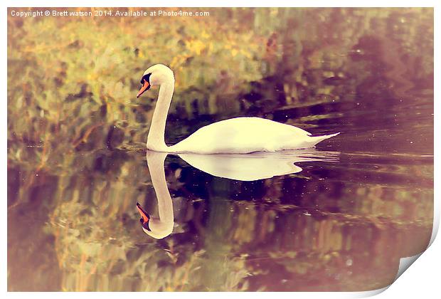 swan lake Print by Brett watson