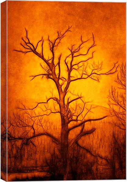 Tree Art Canvas Print by Derek Beattie