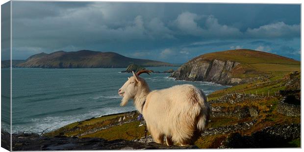 Goat with view Canvas Print by barbara walsh