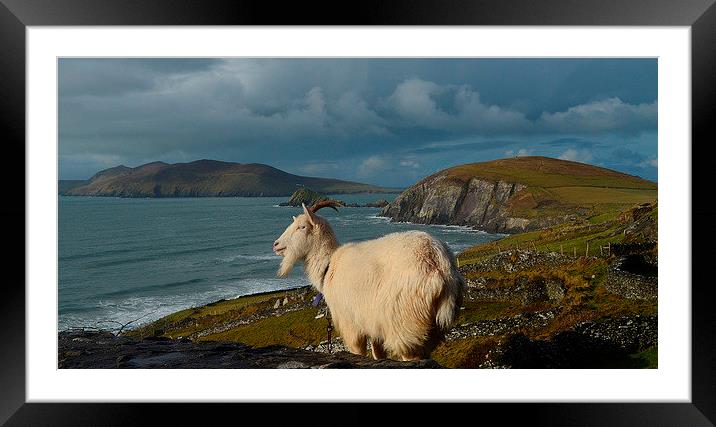 Goat with view Framed Mounted Print by barbara walsh