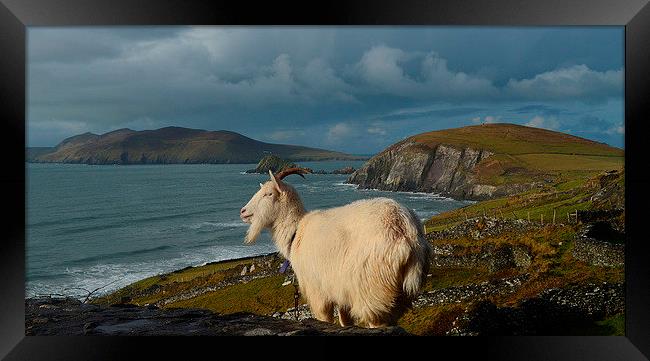 Goat with view Framed Print by barbara walsh