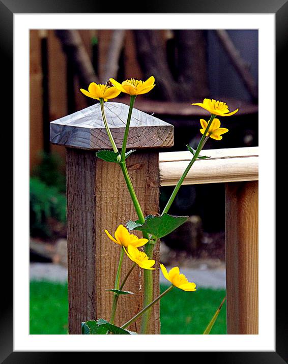 The Marsh Marigold Framed Mounted Print by Bill Lighterness