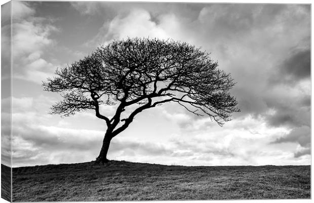 Black and white tree Canvas Print by Katie Mitchell
