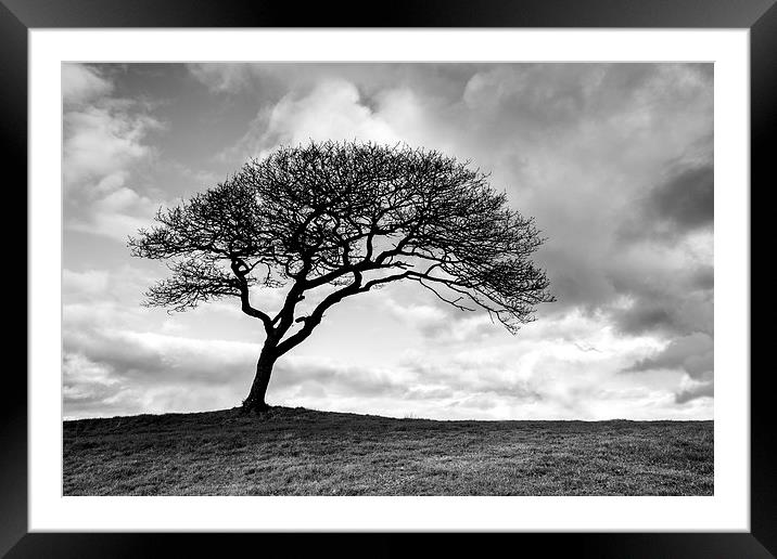 Black and white tree Framed Mounted Print by Katie Mitchell
