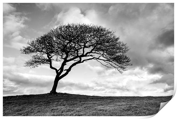 Black and white tree Print by Katie Mitchell