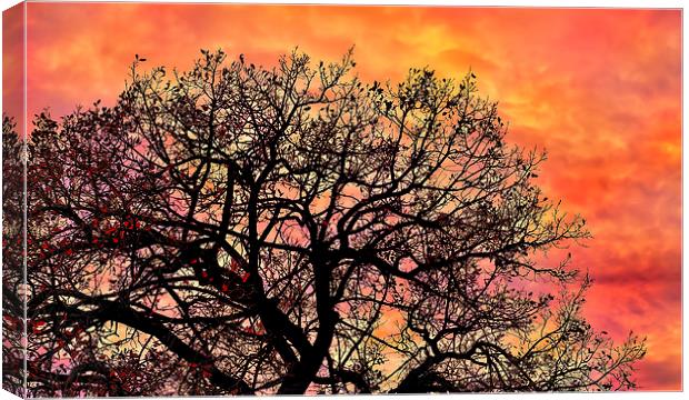 Sunset in the branches Canvas Print by Guido Parmiggiani