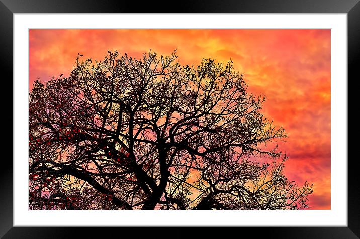 Sunset in the branches Framed Mounted Print by Guido Parmiggiani