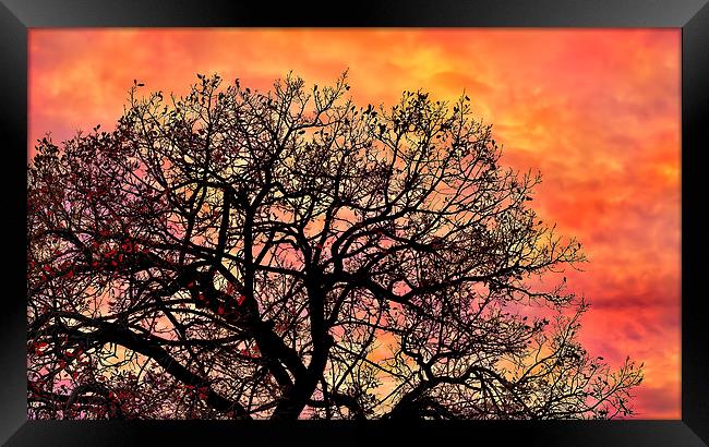 Sunset in the branches Framed Print by Guido Parmiggiani