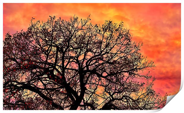 Sunset in the branches Print by Guido Parmiggiani